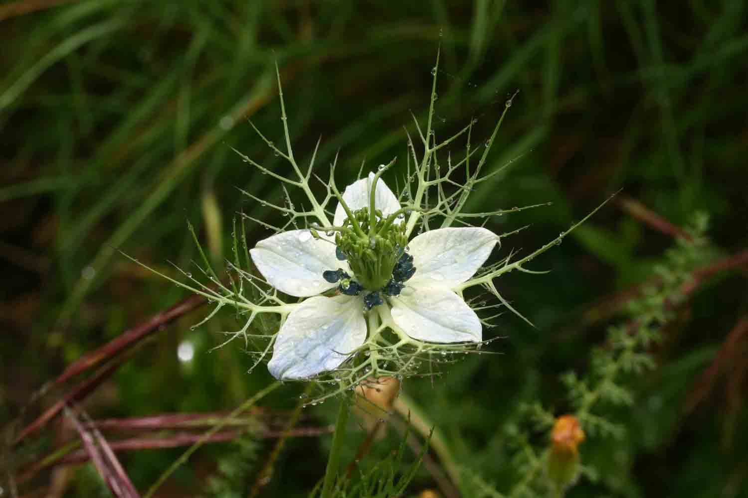 Nigella damascena / Damigella scapigliata